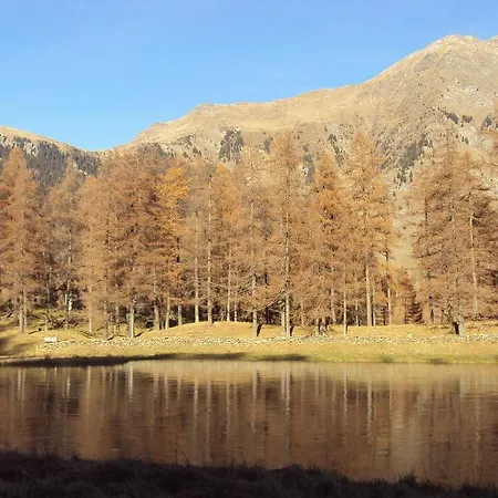 Larice Bianco Campodolcino